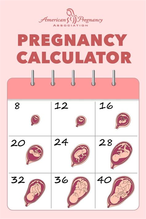 dating pregnancy calculator